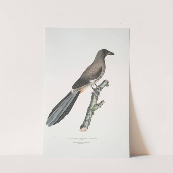 Chinese Magpie, Pica Sinensis. by John Edward Gray