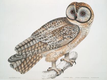 Chinese Owl, Strix Sinensis.