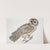 Chinese Owl, Strix Sinensis. by John Edward Gray