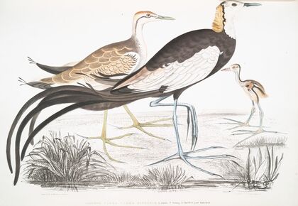 Chinese Parra, Parra Sinensis. 1. Adult, 2. Young, 3. Chicken just hatched.