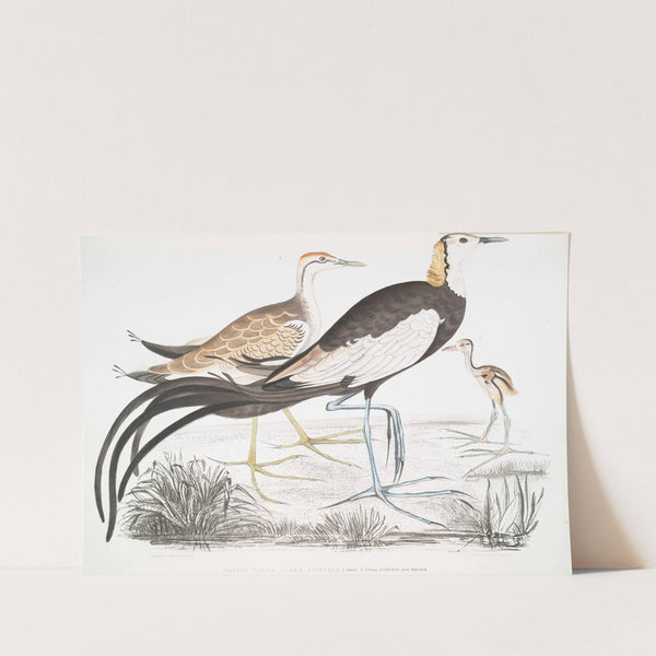 Chinese Parra, Parra Sinensis. 1. Adult, 2. Young, 3. Chicken just hatched. by John Edward Gray