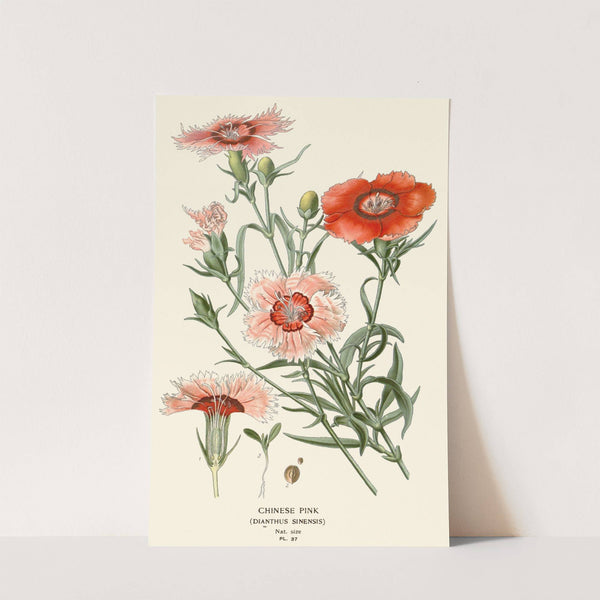 Chinese Pink (1896-1897) by Edward Step