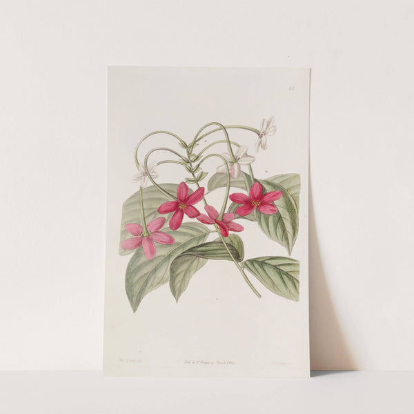 Chinese Quisqualis (1815-1819) by Sydenham Edwards