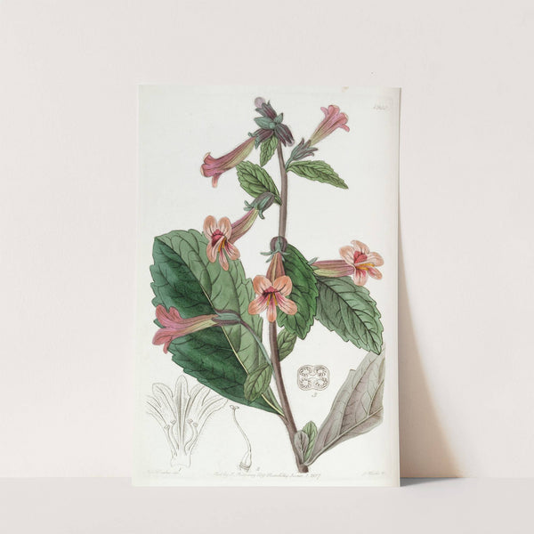 Chinese Rehmannia (1815-1819) by Sydenham Edwards
