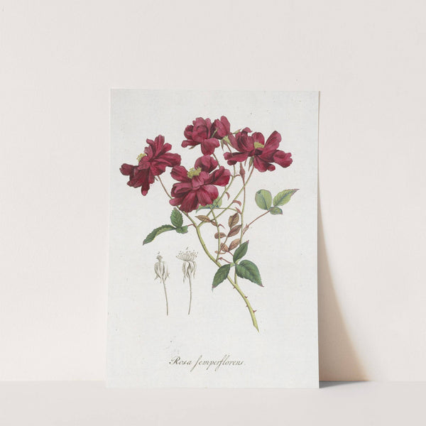 Chinese roos (Rosa chinensis Jacq. ) by Hendrik Schwegman