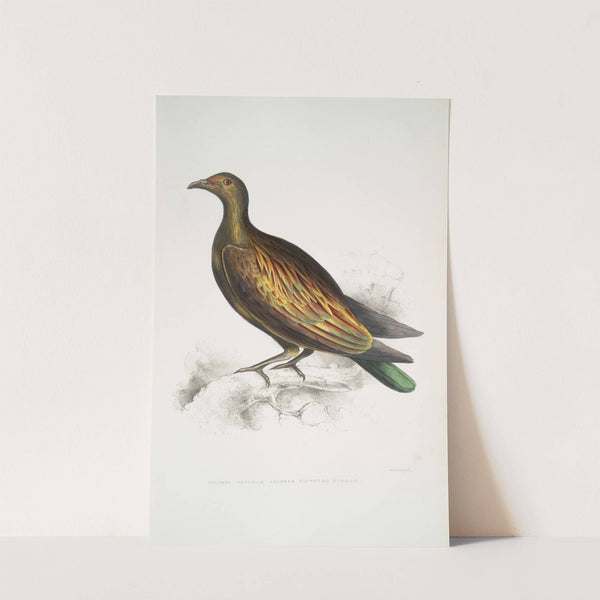 Chinese Tippeted Pigeon, Columba Gouldioe. by John Edward Gray