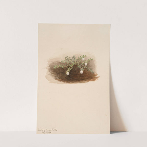 Chiogenes hispidula (1904) by Mary Vaux Walcott