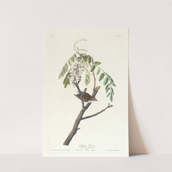 Chipping sparrow by John James Audubon