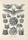 Chiroptera. – Fledertiere