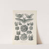 Chiroptera. - Fledertiere by Ernst Haeckel