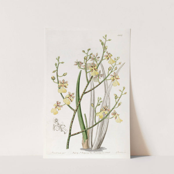 Chive-leaved Oncidium by Sydenham Edwards