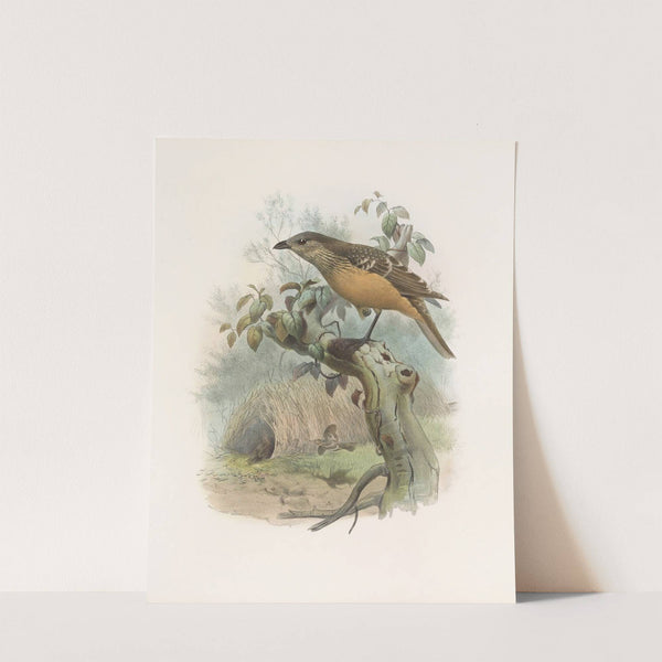 Chlamydodera cervineiventris by Daniel Giraud Elliot