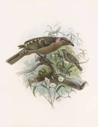 Chlamydodera nuchalis