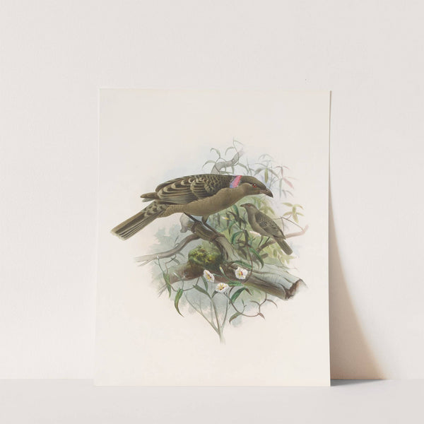 Chlamydodera nuchalis by Daniel Giraud Elliot