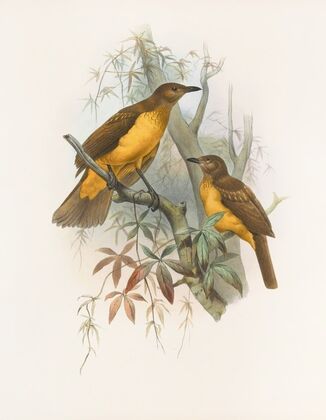 Chlamydodera xanthocastra