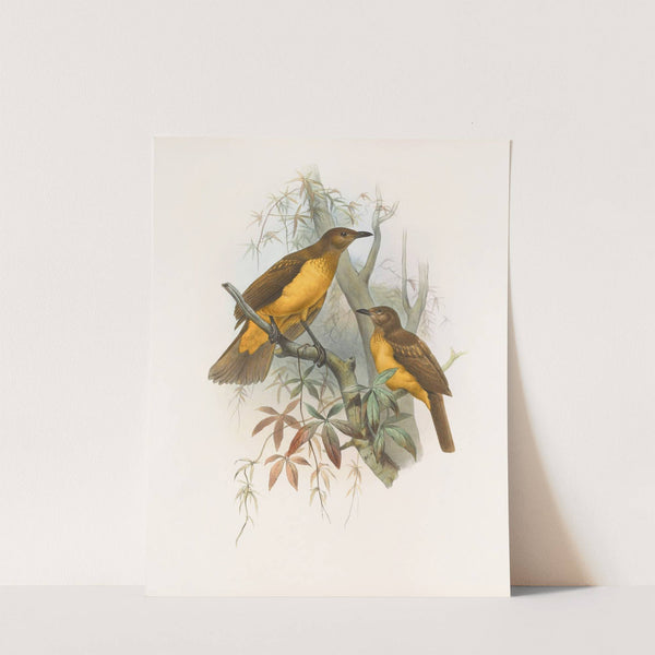 Chlamydodera xanthocastra by Daniel Giraud Elliot