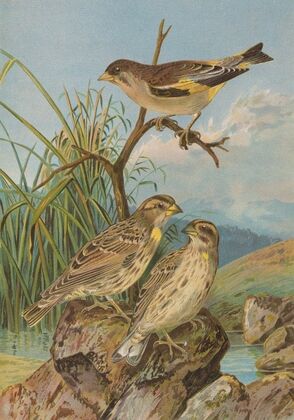 Chloris sinica, Passer petronius — size preview