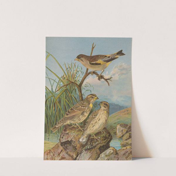 Chloris sinica, Passer petronius by Johann Friedrich Naumann