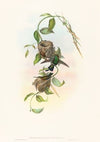 Chlorostilbona prasina (Puncheran’s Emerald)