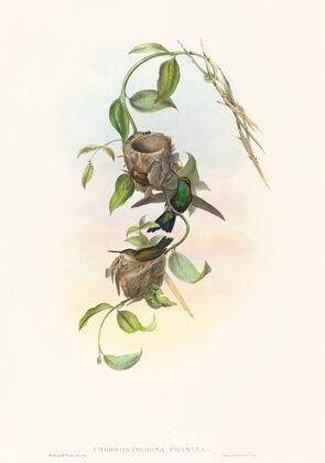 Chlorostilbona prasina (Puncheran’s Emerald)