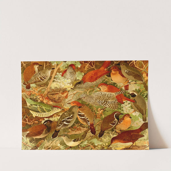 Chocas, Mbatarás, Papa-formigas, Vira-folhas by Emil August Göldi