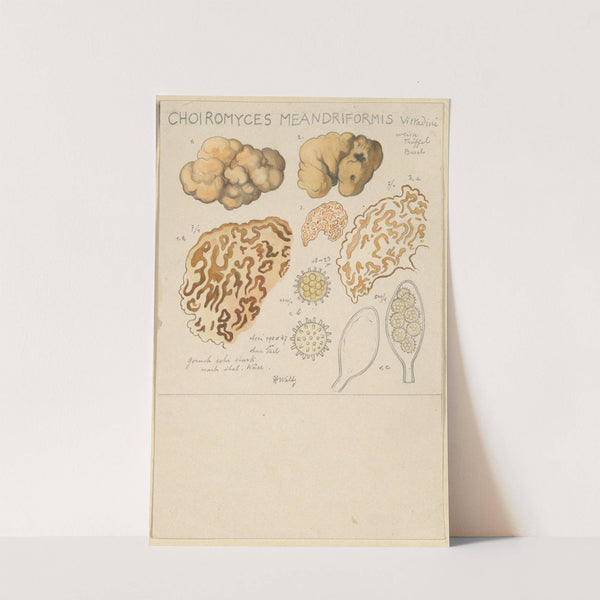 Choiromyces meandriformis (1915-1945) by Hans Walty