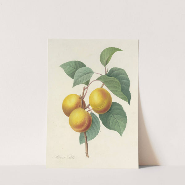 Choix des plus belles fleurs pl 001 by Pierre Joseph Redouté