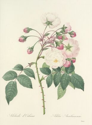 Choix des plus belles fleurs pl 002