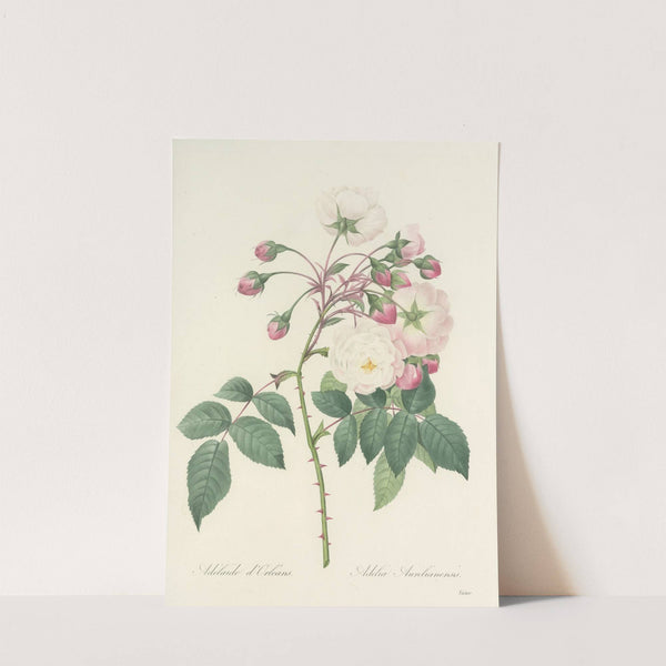 Choix des plus belles fleurs pl 002 by Pierre Joseph Redouté