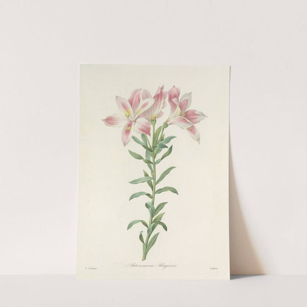 Choix des plus belles fleurs pl 003 by Pierre Joseph Redouté