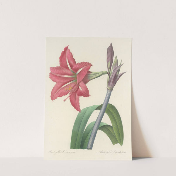 Choix des plus belles fleurs pl 005 by Pierre Joseph Redouté