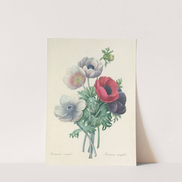 Choix des plus belles fleurs pl 008 by Pierre Joseph Redouté