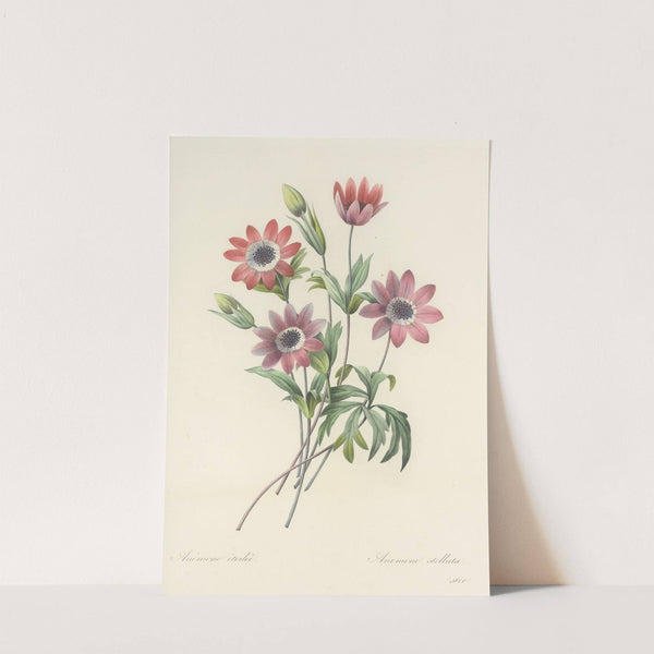 Choix des plus belles fleurs pl 009 by Pierre Joseph Redouté