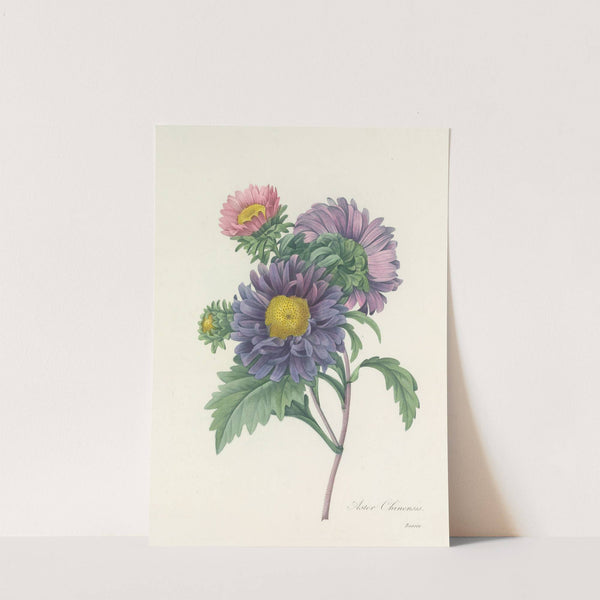 Choix des plus belles fleurs pl 010 by Pierre Joseph Redouté