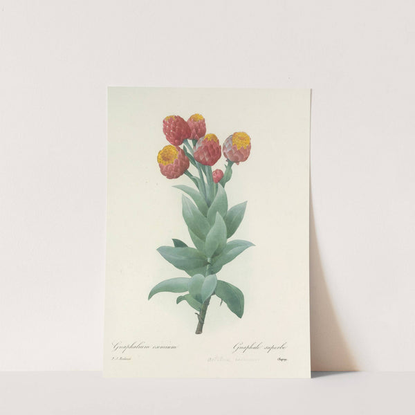 Choix des plus belles fleurs pl 011 by Pierre Joseph Redouté