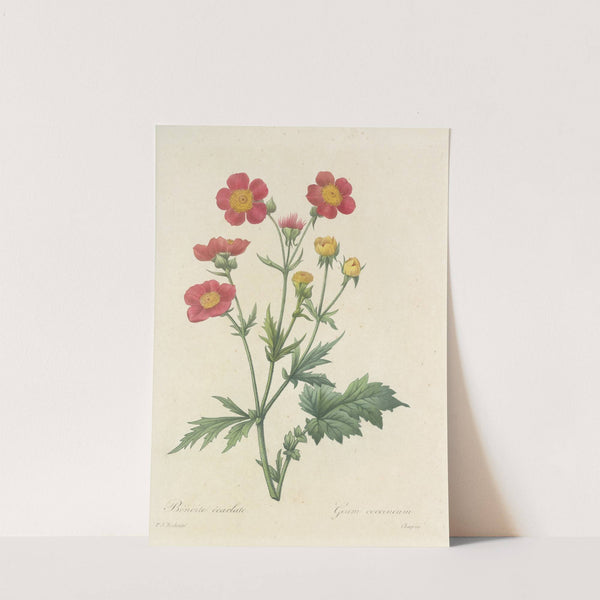 Choix des plus belles fleurs pl 012 by Pierre Joseph Redouté