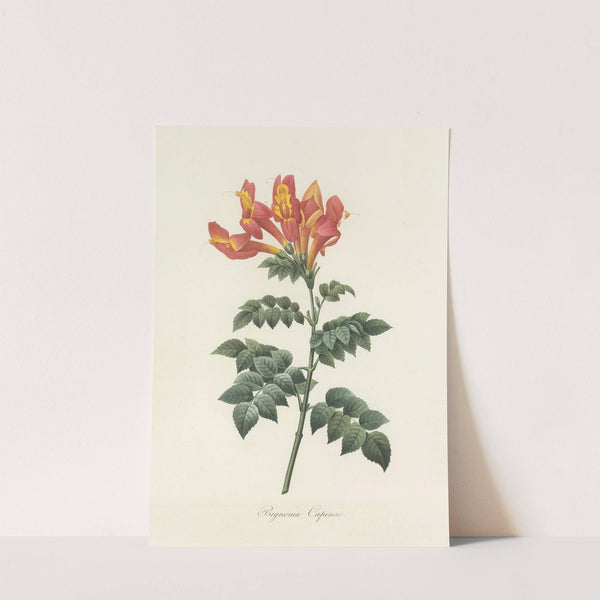 Choix des plus belles fleurs pl 013 by Pierre Joseph Redouté