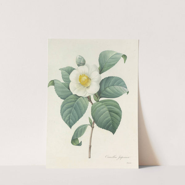 Choix des plus belles fleurs pl 016 by Pierre Joseph Redouté