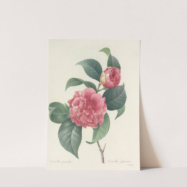 Choix des plus belles fleurs pl 018 by Pierre Joseph Redouté