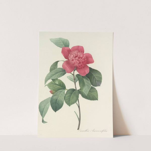 Choix des plus belles fleurs pl 019 by Pierre Joseph Redouté