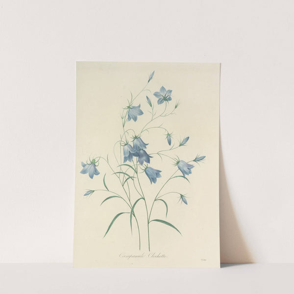 Choix des plus belles fleurs pl 020 by Pierre Joseph Redouté