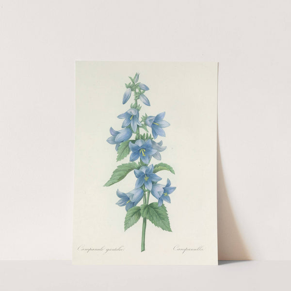 Choix des plus belles fleurs pl 021 by Pierre Joseph Redouté