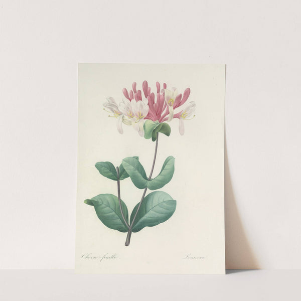 Choix des plus belles fleurs pl 023 by Pierre Joseph Redouté