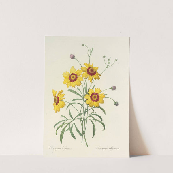 Choix des plus belles fleurs pl 026 by Pierre Joseph Redouté