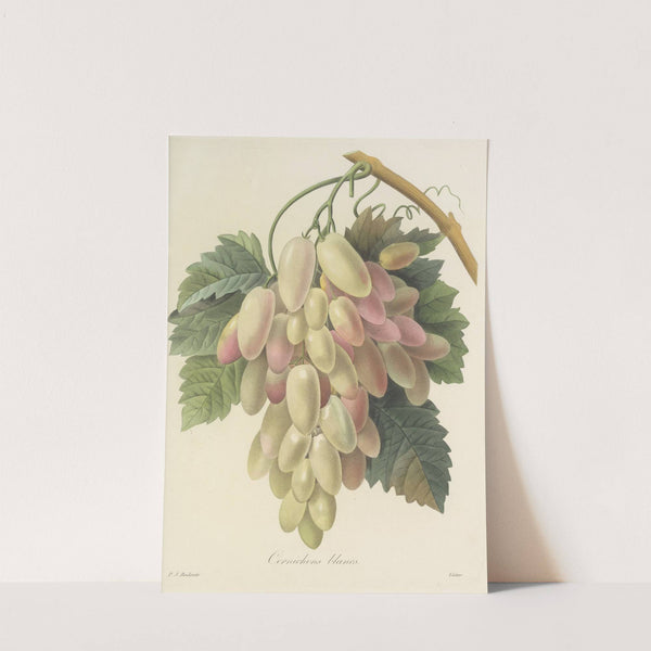 Choix des plus belles fleurs pl 027 (1827) by Pierre Joseph Redouté