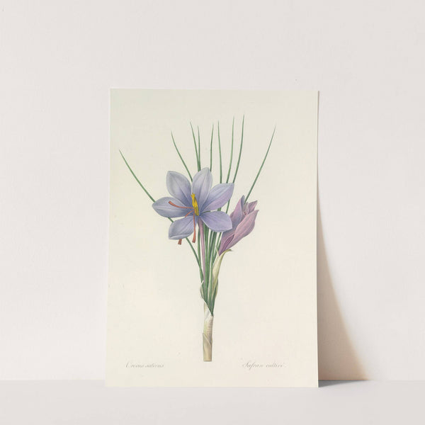 Choix des plus belles fleurs pl 028 (1827) by Pierre Joseph Redouté