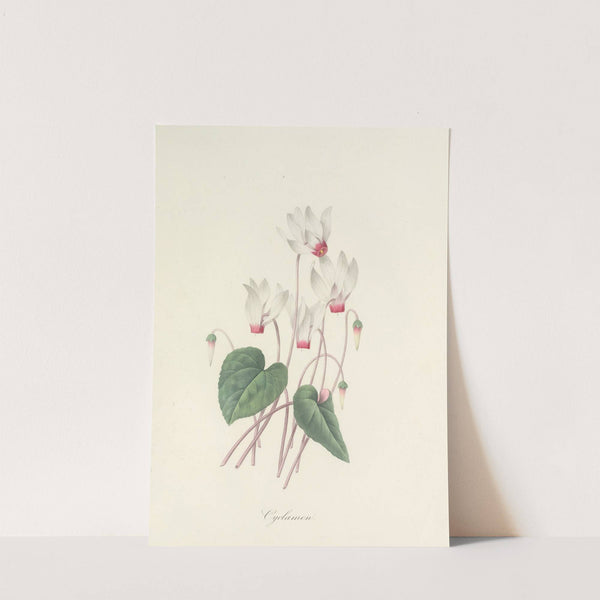 Choix des plus belles fleurs pl 029 by Pierre Joseph Redouté