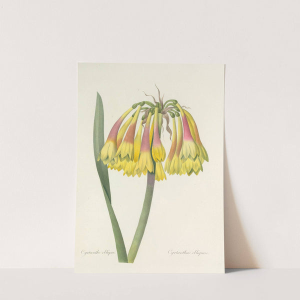 Choix des plus belles fleurs pl 030 by Pierre Joseph Redouté