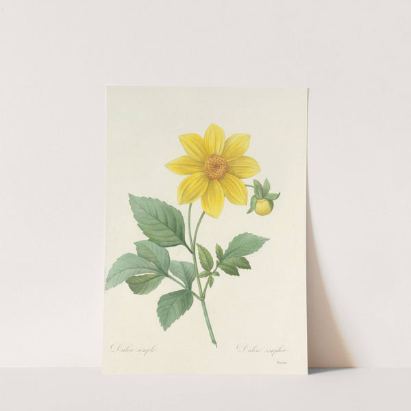 Choix des plus belles fleurs pl 031 by Pierre Joseph Redouté