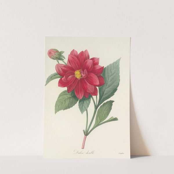 Choix des plus belles fleurs pl 032 by Pierre Joseph Redouté